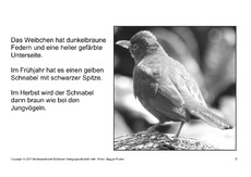 Bilderbuch-Amsel-SW-5.pdf